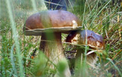 Steinpilz